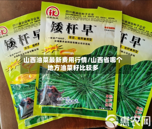山西油菜最新费用行情/山西省哪个地方油菜籽比较多