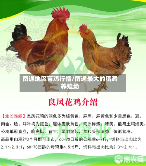 南通地区苗鸡行情/南通最大的蛋鸡养殖场