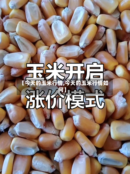 【今天的玉米行情,今天的玉米行情如何】-第2张图片