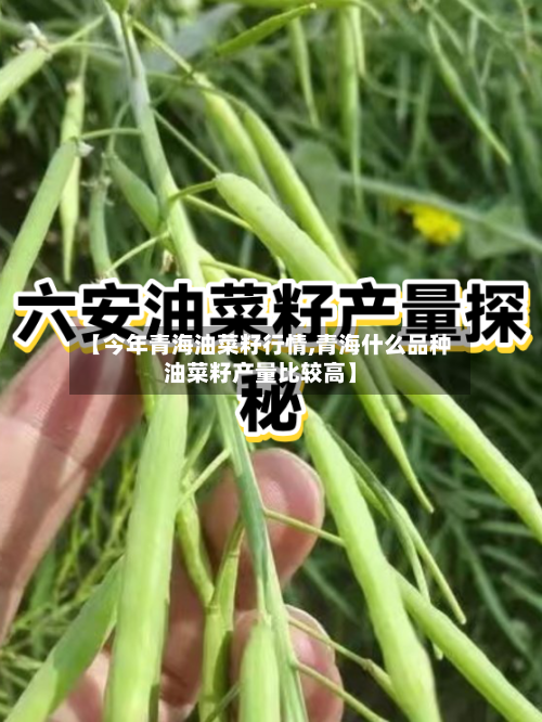 【今年青海油菜籽行情,青海什么品种油菜籽产量比较高】-第3张图片