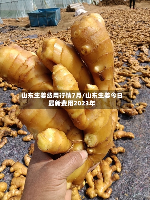 山东生姜费用行情7月/山东生姜今日最新费用2023年-第2张图片