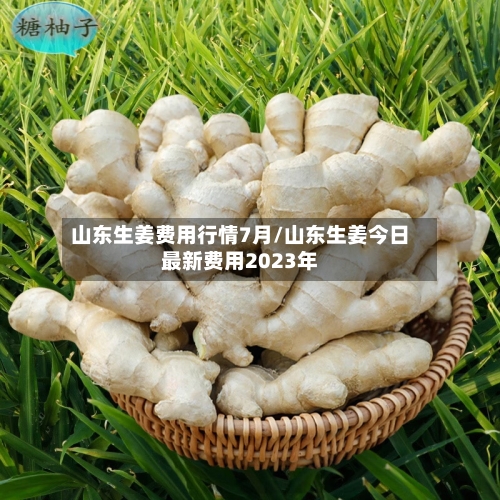 山东生姜费用行情7月/山东生姜今日最新费用2023年-第3张图片