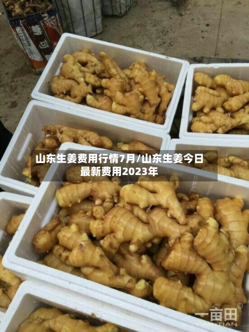 山东生姜费用行情7月/山东生姜今日最新费用2023年