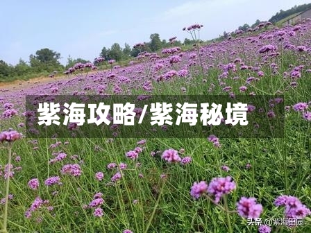紫海攻略/紫海秘境-第2张图片