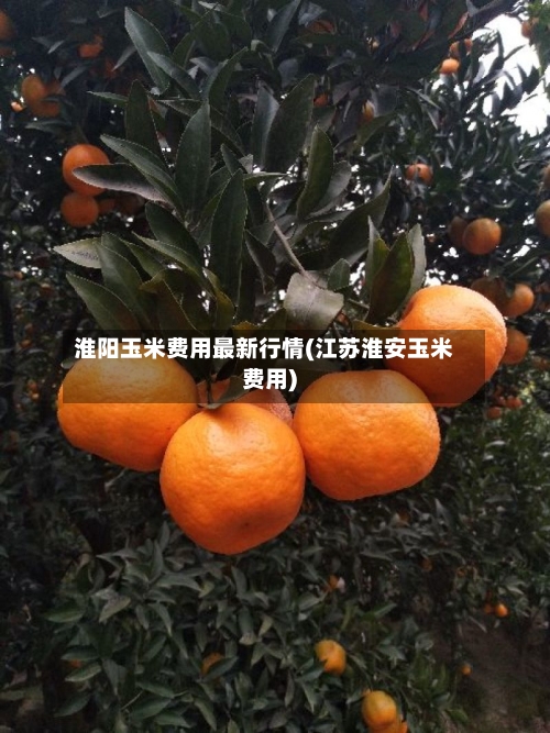 淮阳玉米费用最新行情(江苏淮安玉米费用)
