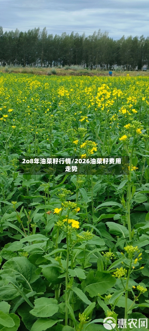 2o8年油菜籽行情/2026油菜籽费用走势