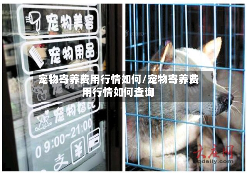 宠物寄养费用行情如何/宠物寄养费用行情如何查询