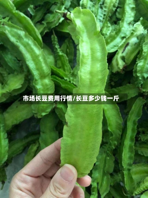 市场长豆费用行情/长豆多少钱一斤