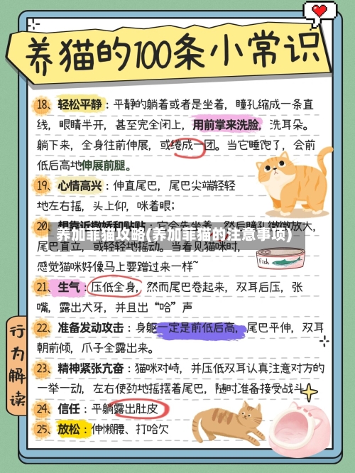 养加菲猫攻略(养加菲猫的注意事项)