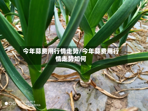 今年蒜费用行情走势/今年蒜费用行情走势如何-第2张图片