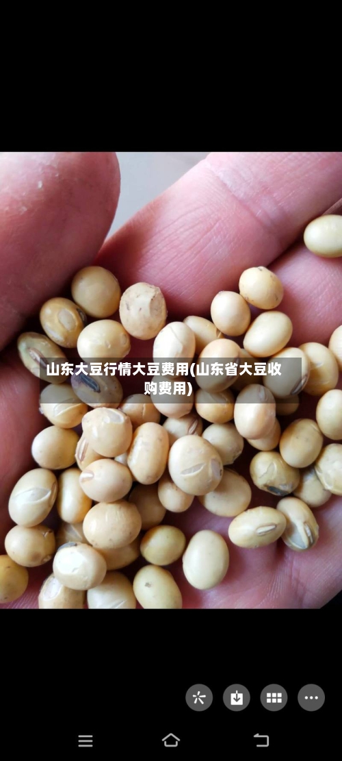 山东大豆行情大豆费用(山东省大豆收购费用)