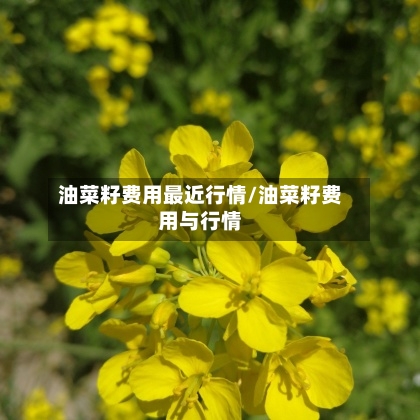 油菜籽费用最近行情/油菜籽费用与行情-第2张图片