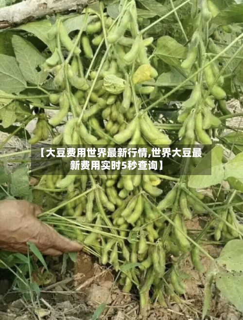 【大豆费用世界最新行情,世界大豆最新费用实时5秒查询】