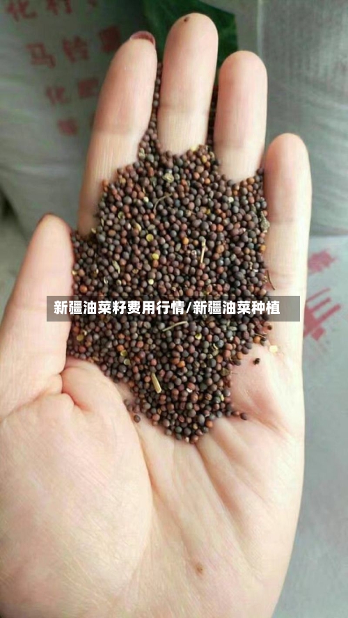 新疆油菜籽费用行情/新疆油菜种植-第2张图片
