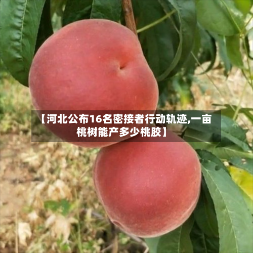 【河北公布16名密接者行动轨迹,一亩桃树能产多少桃胶】-第3张图片