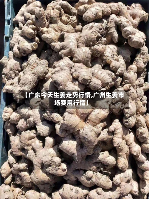 【广东今天生姜走势行情,广州生姜市场费用行情】