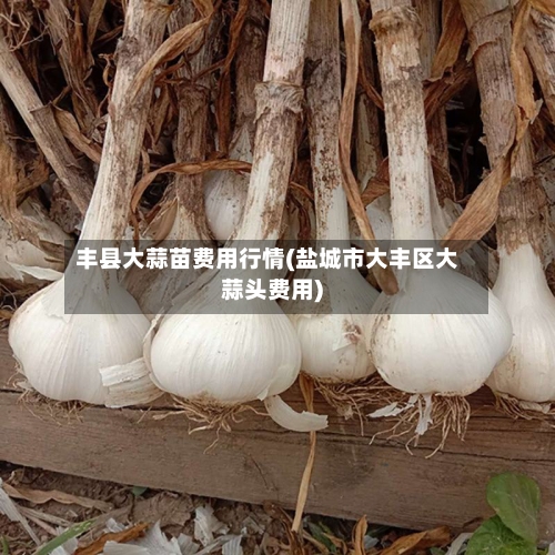 丰县大蒜苗费用行情(盐城市大丰区大蒜头费用)-第2张图片
