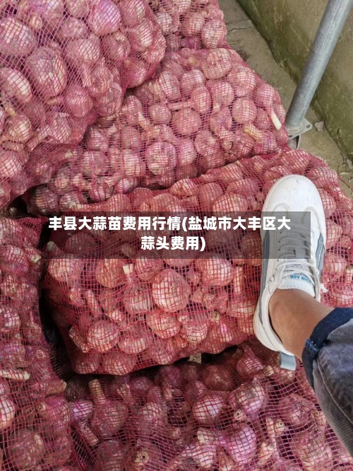 丰县大蒜苗费用行情(盐城市大丰区大蒜头费用)