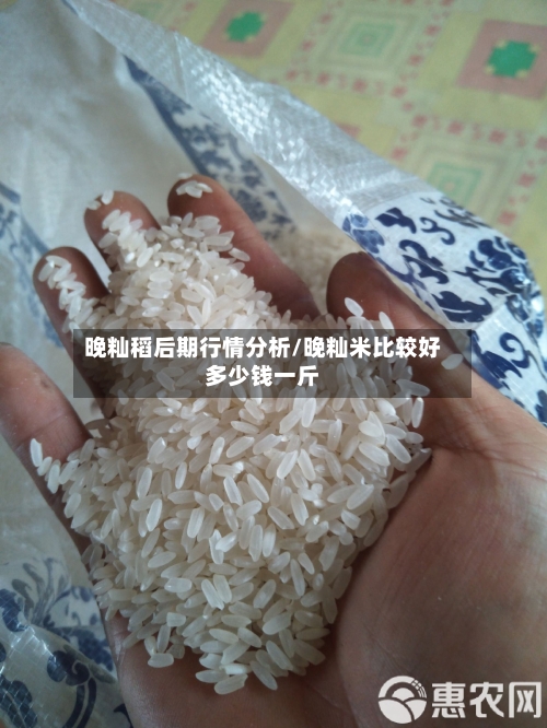 晚籼稻后期行情分析/晚籼米比较好多少钱一斤