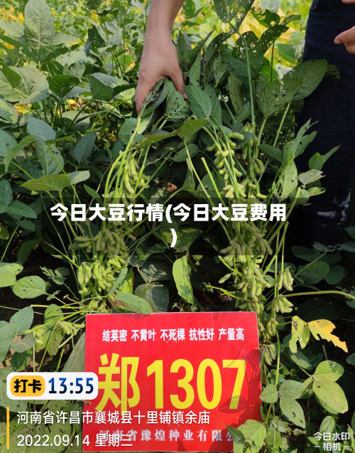 今日大豆行情(今日大豆费用)-第2张图片