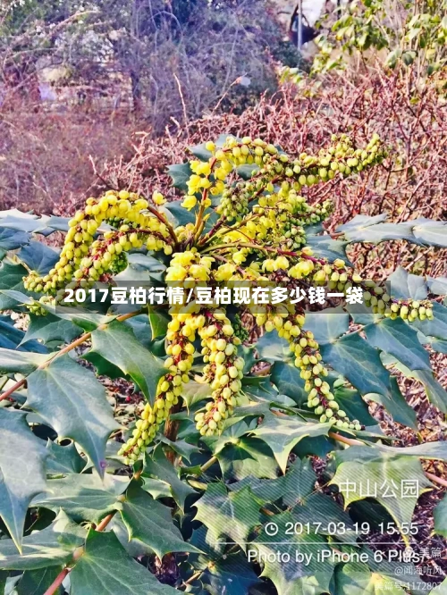 2017豆柏行情/豆柏现在多少钱一袋