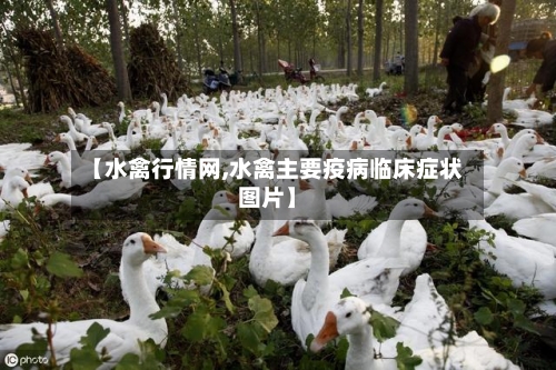 【水禽行情网,水禽主要疫病临床症状图片】-第2张图片
