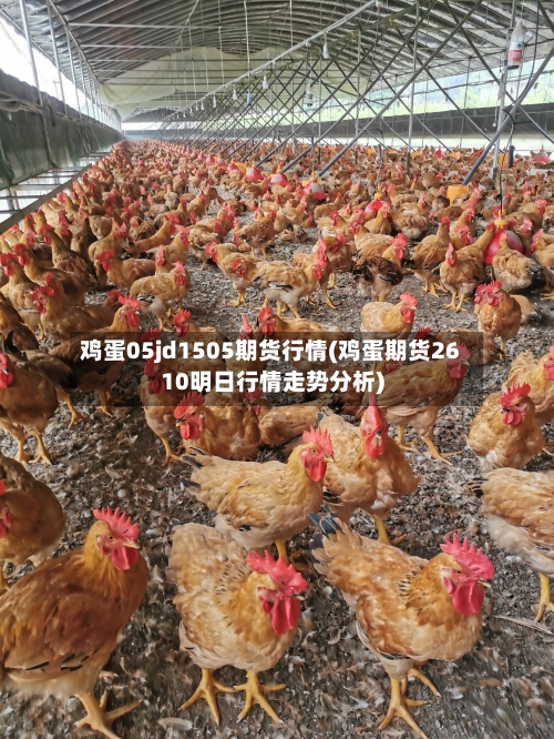 鸡蛋05jd1505期货行情(鸡蛋期货2610明日行情走势分析)