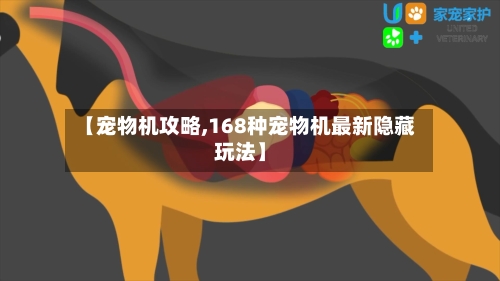 【宠物机攻略,168种宠物机最新隐藏玩法】-第2张图片