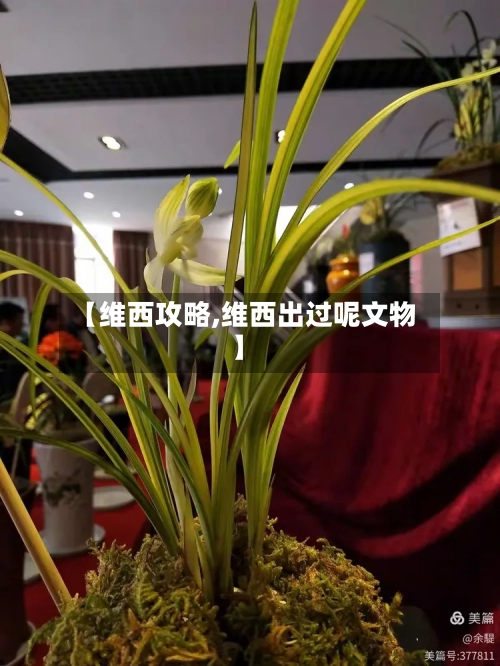 【维西攻略,维西出过呢文物】-第2张图片