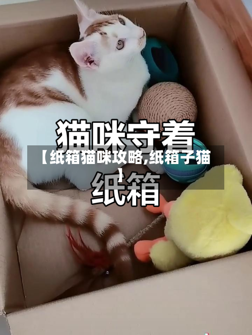 【纸箱猫咪攻略,纸箱子猫】