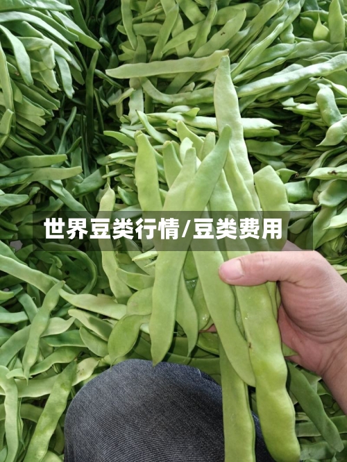 世界豆类行情/豆类费用