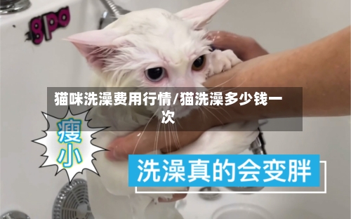 猫咪洗澡费用行情/猫洗澡多少钱一次