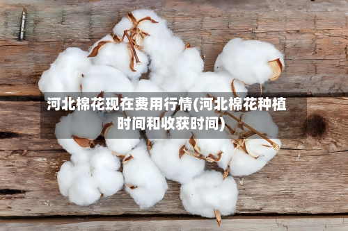 河北棉花现在费用行情(河北棉花种植时间和收获时间)