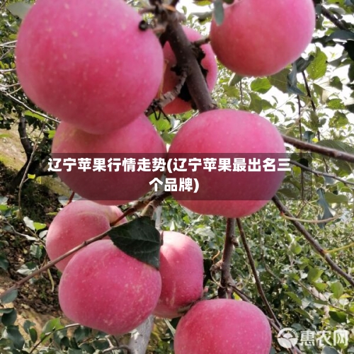辽宁苹果行情走势(辽宁苹果最出名三个品牌)-第3张图片