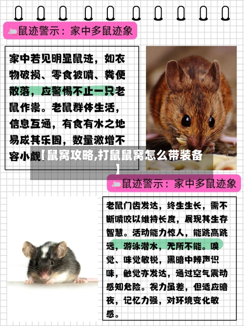 【鼠窝攻略,打鼠鼠窝怎么带装备】-第2张图片