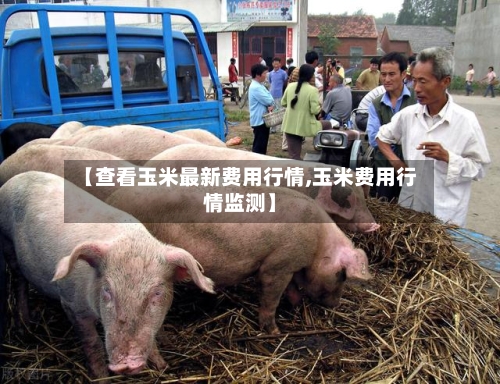 【查看玉米最新费用行情,玉米费用行情监测】-第2张图片