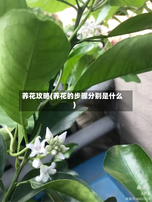 养花攻略(养花的步骤分别是什么)
