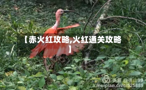 【赤火红攻略,火红通关攻略】-第3张图片