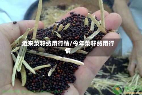 近来菜籽费用行情/今年菜籽费用行情-第2张图片