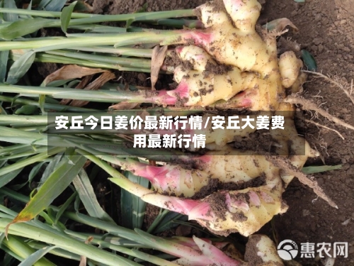 安丘今日姜价最新行情/安丘大姜费用最新行情