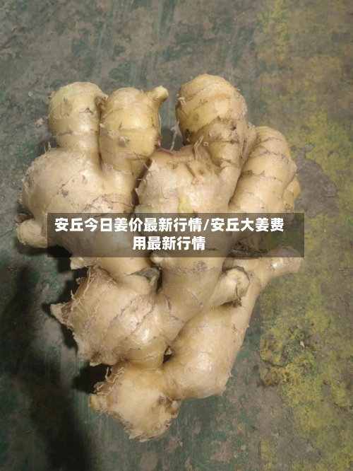 安丘今日姜价最新行情/安丘大姜费用最新行情-第2张图片