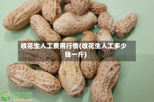 收花生人工费用行情(收花生人工多少钱一斤)