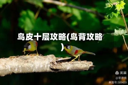 鸟皮十层攻略(鸟背攻略)