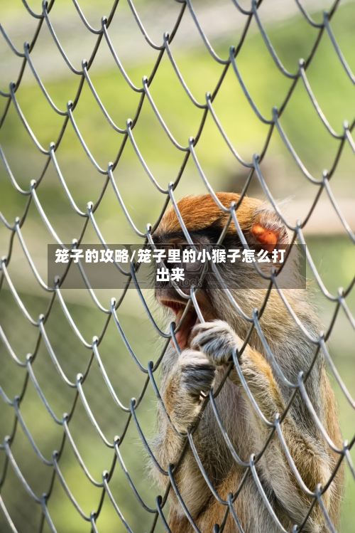 笼子的攻略/笼子里的小猴子怎么打出来