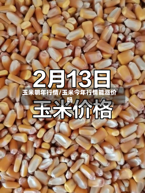 玉米明年行情/玉米今年行情能涨价吗-第2张图片