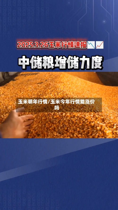 玉米明年行情/玉米今年行情能涨价吗-第3张图片