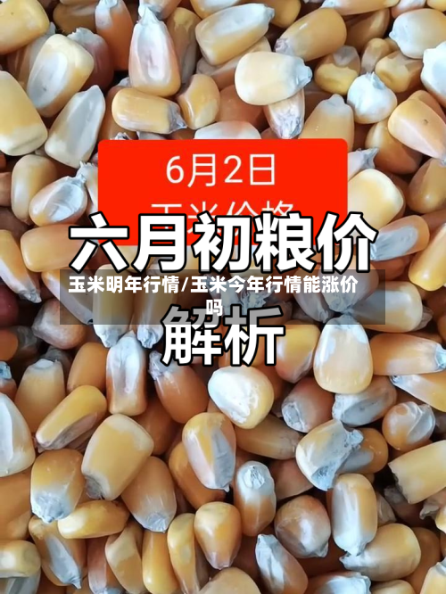 玉米明年行情/玉米今年行情能涨价吗