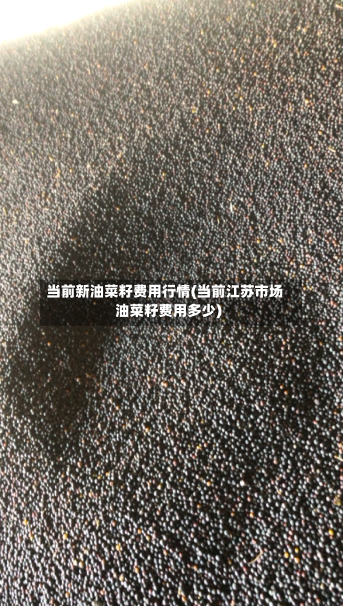 当前新油菜籽费用行情(当前江苏市场油菜籽费用多少)