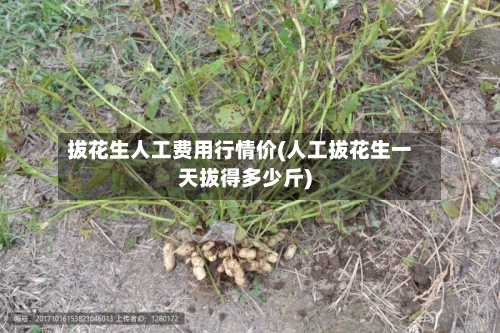 拔花生人工费用行情价(人工拔花生一天拔得多少斤)-第2张图片