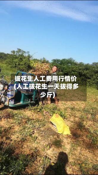 拔花生人工费用行情价(人工拔花生一天拔得多少斤)